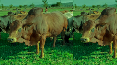 A GOLAN  cow found on the cattle farm at Mugumu Project